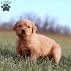 Ace, Golden Retriever Puppy