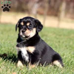 Ace, Shih Tzu Mix Puppy