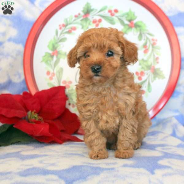 Adam, Toy Poodle Puppy