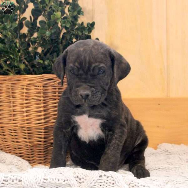 Adam, Cane Corso Puppy
