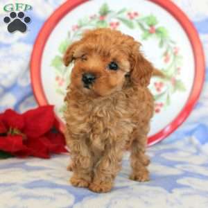 Adam, Toy Poodle Puppy