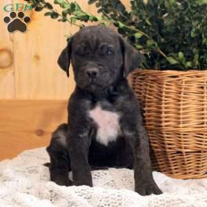 Adam, Cane Corso Puppy