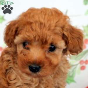 Adam, Toy Poodle Puppy