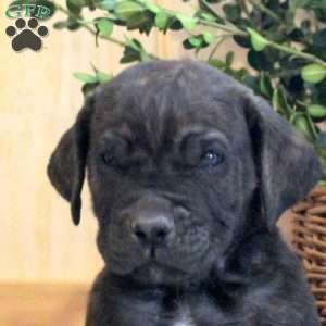 Adam, Cane Corso Puppy