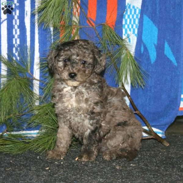 Addie, Mini Goldendoodle Puppy