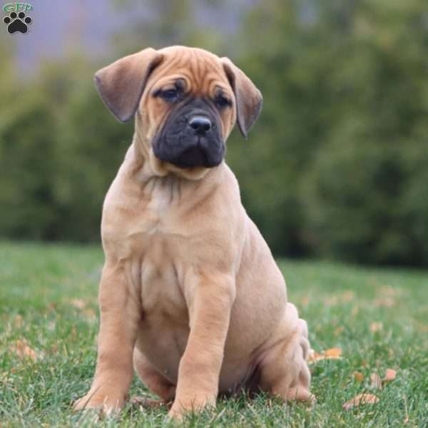 Addie, Cane Corso Puppy