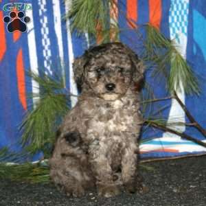Addie, Mini Goldendoodle Puppy