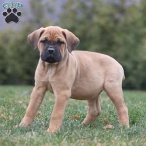 Addie, Cane Corso Puppy