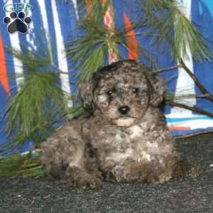 Addie, Mini Goldendoodle Puppy