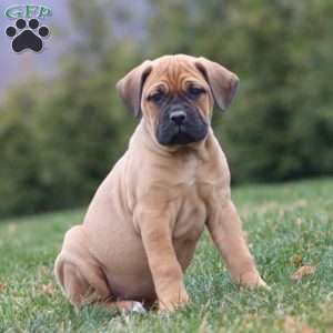 Addie, Cane Corso Puppy