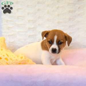 Adelina, Jack Russell Mix Puppy