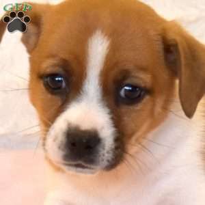 Adelina, Jack Russell Mix Puppy