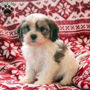 Adeline, Cavachon Puppy
