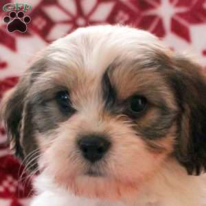 Adeline, Cavachon Puppy