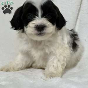Adeline, Shih-Poo Puppy