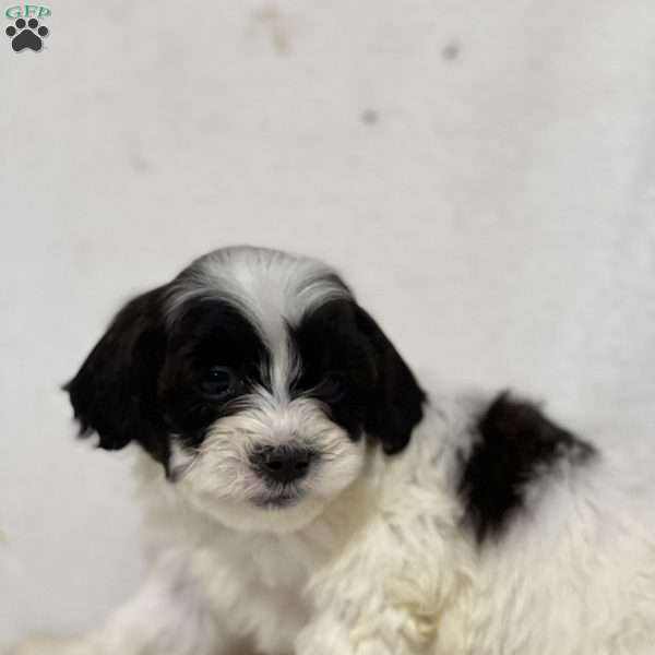 Adeline, Shih-Poo Puppy