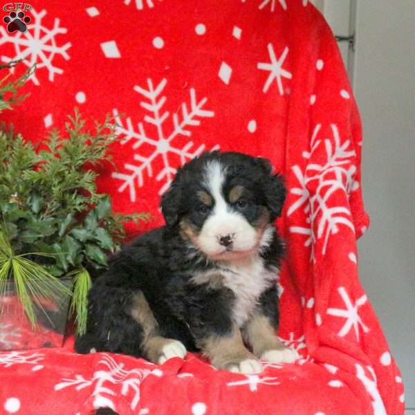 Aiden, Bernese Mountain Dog Puppy