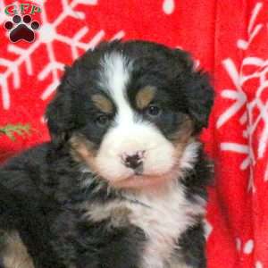 Aiden, Bernese Mountain Dog Puppy