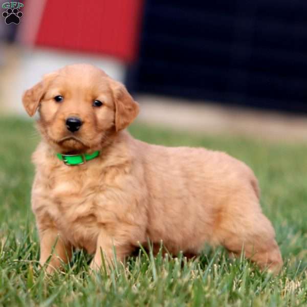 Ajay, Golden Retriever Puppy