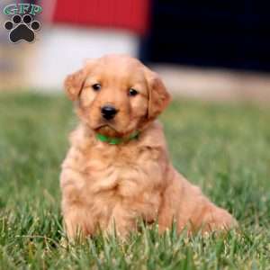 Ajay, Golden Retriever Puppy