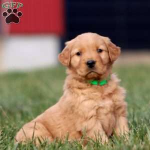 Ajay, Golden Retriever Puppy