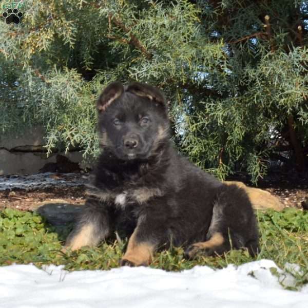 Alaska, German Shepherd Puppy