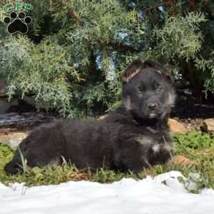 Alaska, German Shepherd Puppy