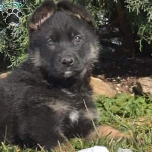 Alaska, German Shepherd Puppy