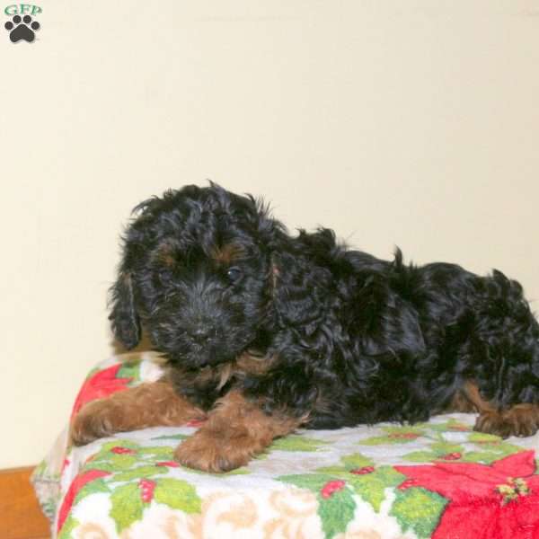 Alex, Cavapoo Puppy