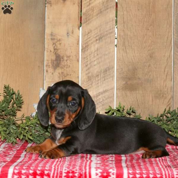 Alex, Dachshund Puppy