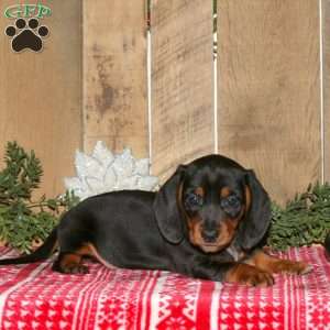 Alex, Dachshund Puppy