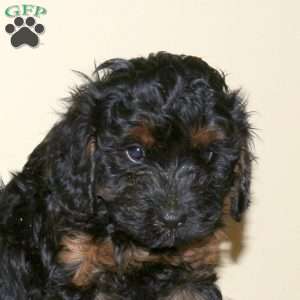 Alex, Cavapoo Puppy