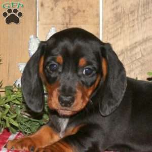 Alex, Dachshund Puppy