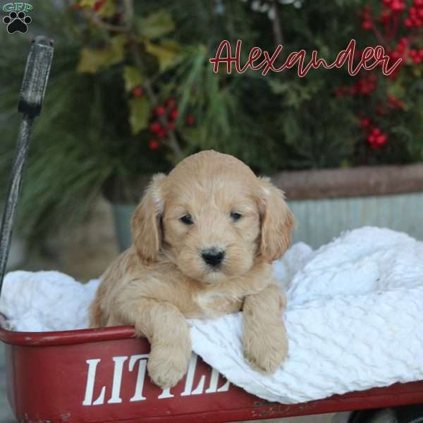 Alexander, Mini Goldendoodle Puppy