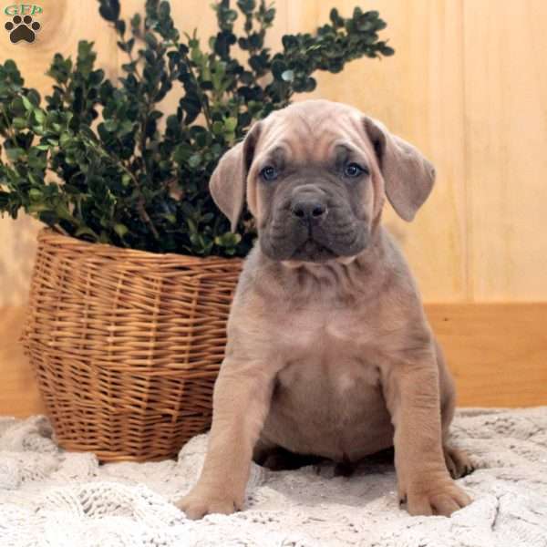 Alfie, Cane Corso Puppy