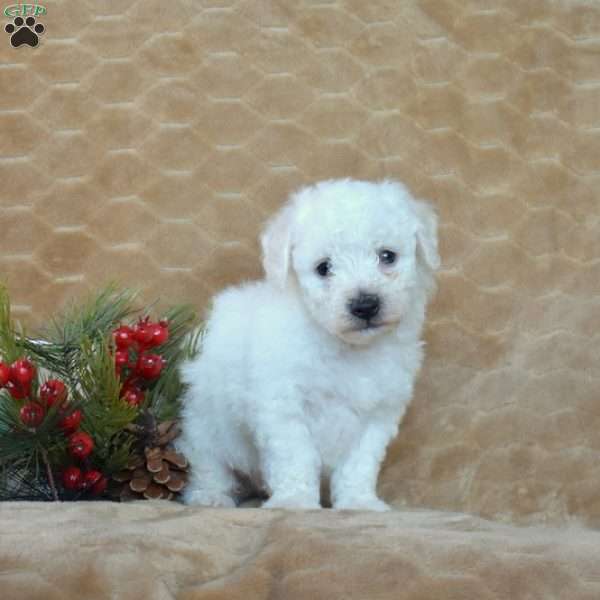 Alfie, Bichon Frise Puppy
