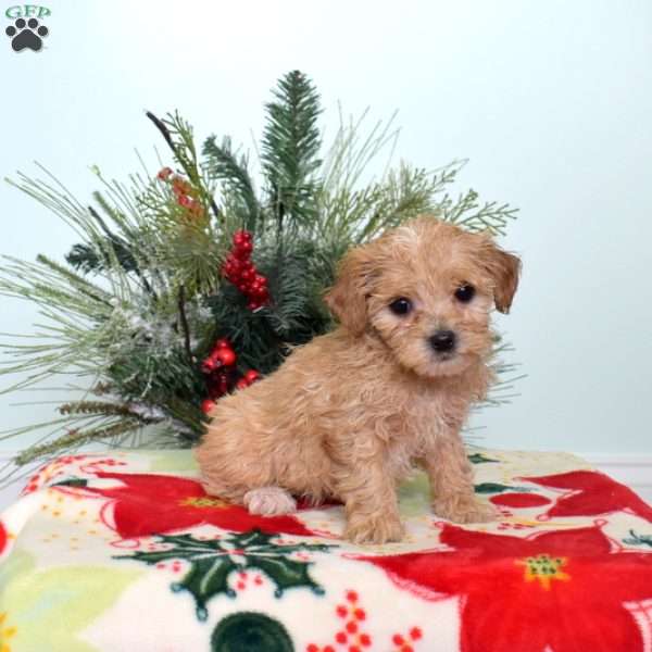 Alfie, Maltipoo Puppy