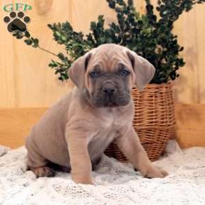 Alfie, Cane Corso Puppy