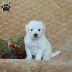 Alfie, Bichon Frise Puppy