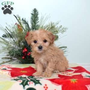 Alfie, Maltipoo Puppy