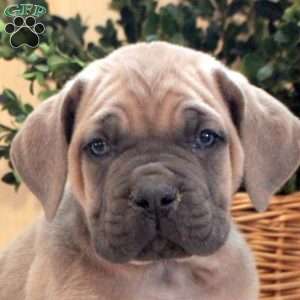Alfie, Cane Corso Puppy
