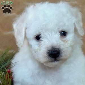 Alfie, Bichon Frise Puppy