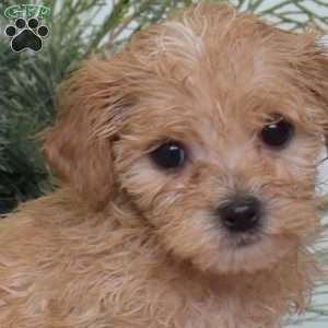 Alfie, Maltipoo Puppy