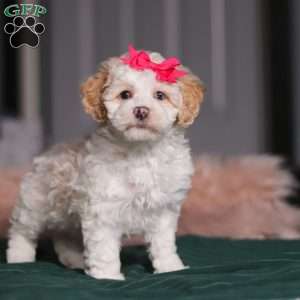 Alice, Miniature Poodle Puppy