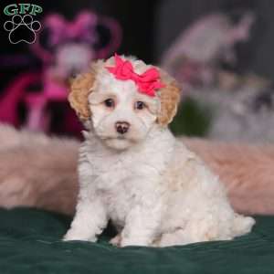 Alice, Miniature Poodle Puppy