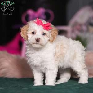 Alice, Miniature Poodle Puppy