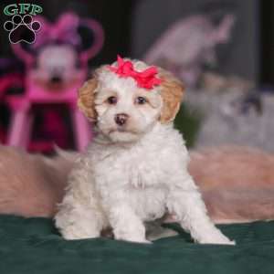 Alice, Miniature Poodle Puppy
