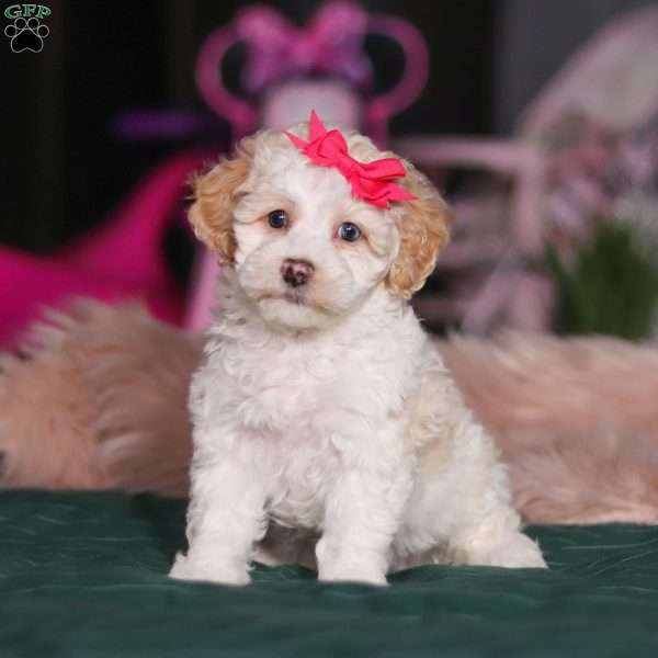 Alice, Miniature Poodle Puppy