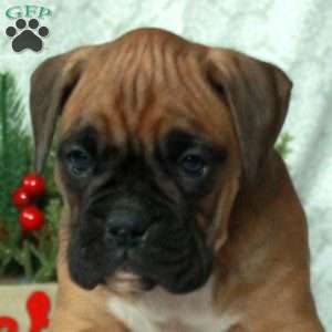 Alice, Boxer Puppy