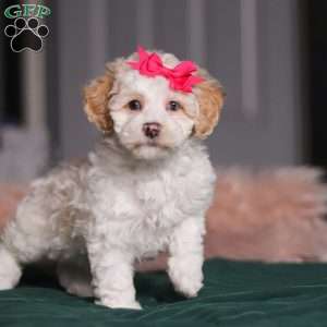 Alice, Miniature Poodle Puppy